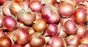 পেঁয়াজে স্বয়ংসম্পূর্ণতার পথে এগোচ্ছে বাংলাদেশ