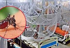 ডেঙ্গুতে আরও ২ জনের মৃত্যু, শনাক্ত ২৭৯