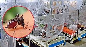 ডেঙ্গুতে আরও ২ জনের মৃত্যু, শনাক্ত ২৭৯