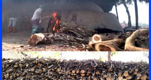 পাইকগাছায় অবৈধ কয়লার চুল্লি, হুমকির মুখে পরিবেশ