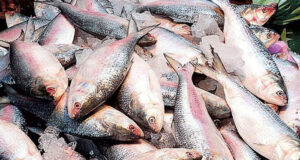 দুর্গাপূজা: ভারতে ইলিশ রপ্তানির অনুমতি পেলো ৩৭ প্রতিষ্ঠান