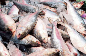 দুর্গাপূজা: ভারতে ইলিশ রপ্তানির অনুমতি পেলো ৩৭ প্রতিষ্ঠান