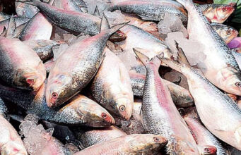 দুর্গাপূজা: ভারতে ইলিশ রপ্তানির অনুমতি পেলো ৩৭ প্রতিষ্ঠান