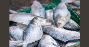 কলকাতার বাজারে পৌঁছালো বাংলাদেশের ইলিশ