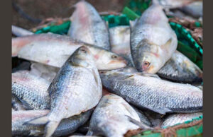 কলকাতার বাজারে পৌঁছালো বাংলাদেশের ইলিশ