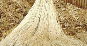 ২ হাজার ৯৮৪ টন পাট রপ্তানির অনুমতি পেলো ১২ প্রতিষ্ঠান