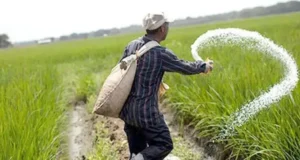 এক লাখ ৩০ হাজার টন সার কিনবে সরকার, ব্যয় ৭২২ কোটি টাকা