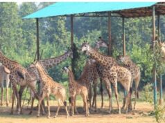 গাজীপুরের সাফারি পার্ক জিরাফ শূন্য: টিবি রোগে সর্বশেষ জিরাফটির মৃত্যু