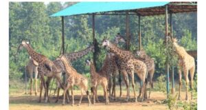 গাজীপুরের সাফারি পার্ক জিরাফ শূন্য: টিবি রোগে সর্বশেষ জিরাফটির মৃত্যু