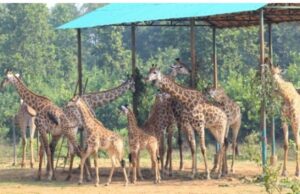 গাজীপুরের সাফারি পার্ক জিরাফ শূন্য: টিবি রোগে সর্বশেষ জিরাফটির মৃত্যু