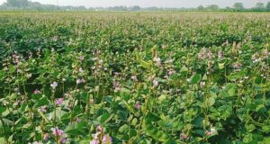 উচ্চ মূল্যেও লোকসানের চাপে ঈশ্বরদীর শিম চাষীরা