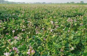 উচ্চ মূল্যেও লোকসানের চাপে ঈশ্বরদীর শিম চাষীরা