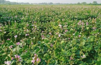 উচ্চ মূল্যেও লোকসানের চাপে ঈশ্বরদীর শিম চাষীরা