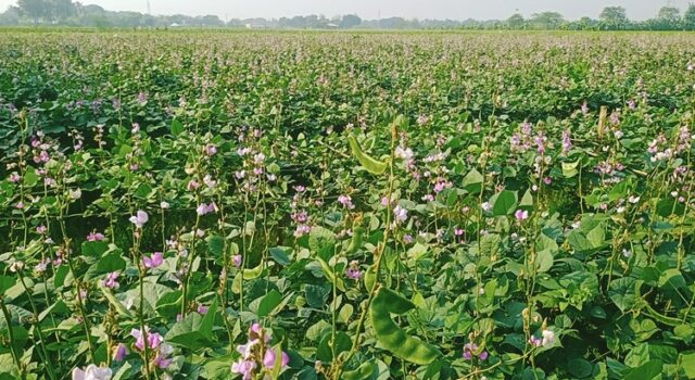 উচ্চ মূল্যেও লোকসানের চাপে ঈশ্বরদীর শিম চাষীরা