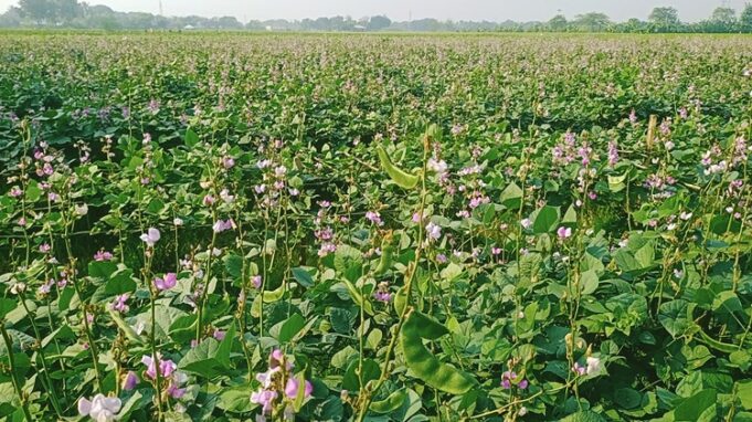 উচ্চ মূল্যেও লোকসানের চাপে ঈশ্বরদীর শিম চাষীরা