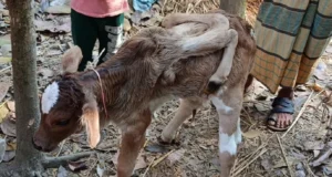 লালমোহনে ৬ পা বিশিষ্ট বাছুরের জন্ম