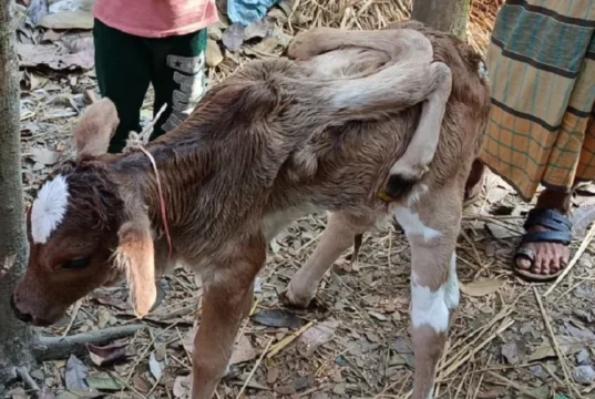 লালমোহনে ৬ পা বিশিষ্ট বাছুরের জন্ম