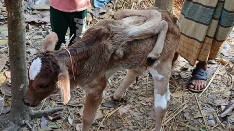 লালমোহনে ৬ পা বিশিষ্ট বাছুরের জন্ম