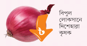 পেঁয়াজের দরপতনে রাজশাহীর চাষির কান্না